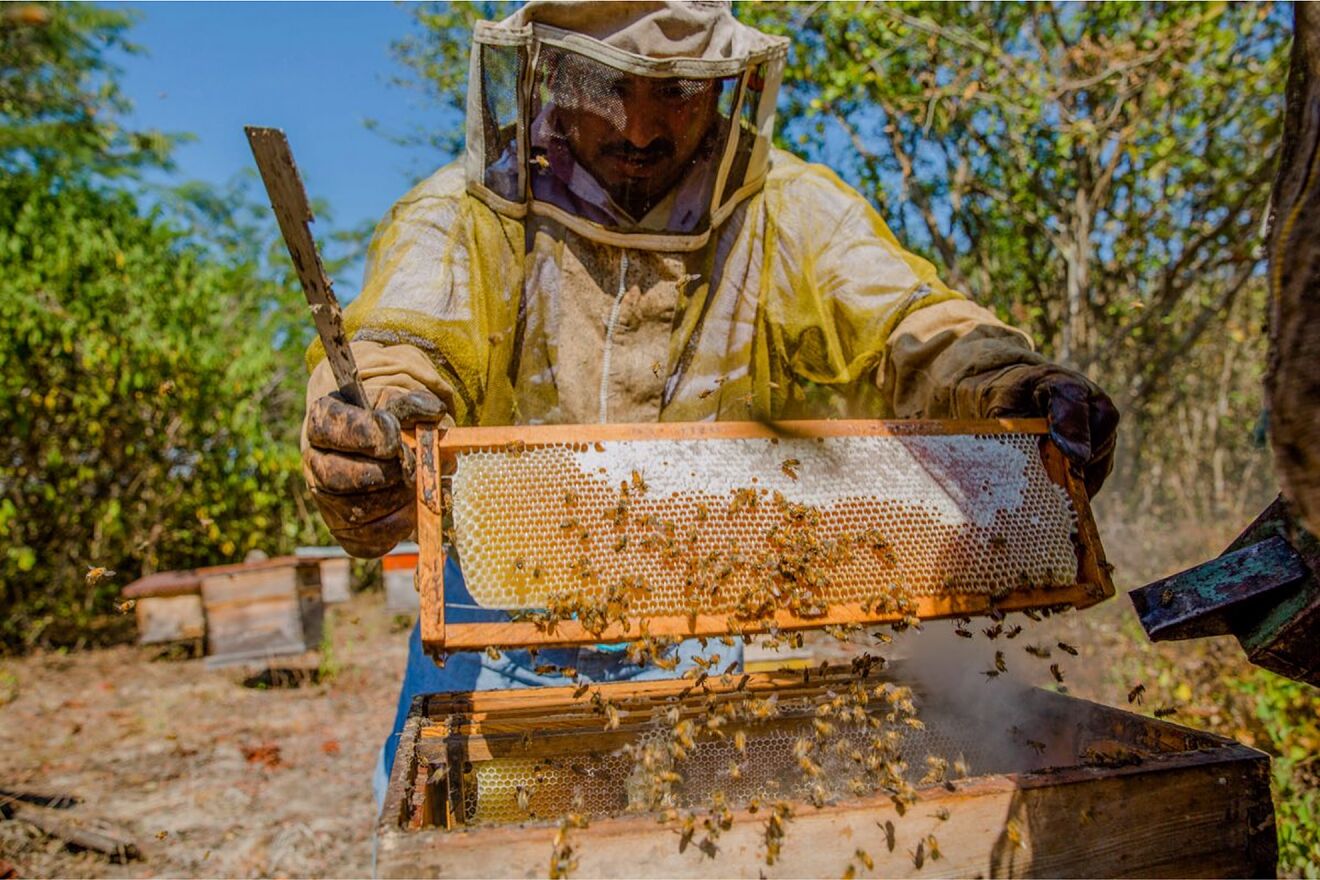 Calendario de pagos de Producci�n para el Bienestar mayo 2026:...