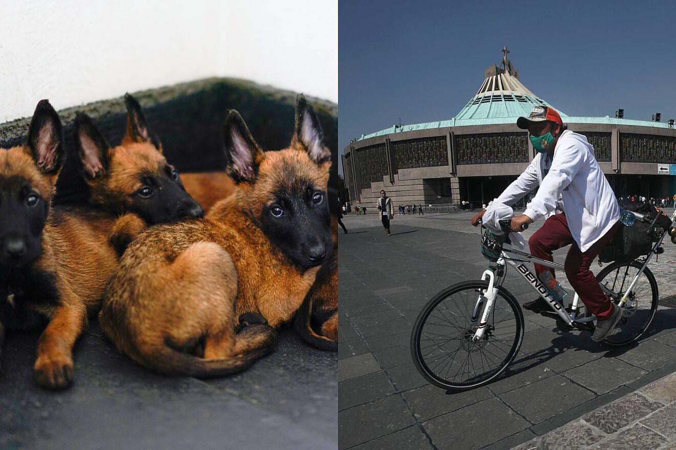 Operativo Perrito Peregrino: Cómo ayudar a los perros callejeros en la peregrinación a la Basílica de Guadalupe
